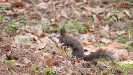 ardilla gris euroasiática en busca de nueces en el suelo