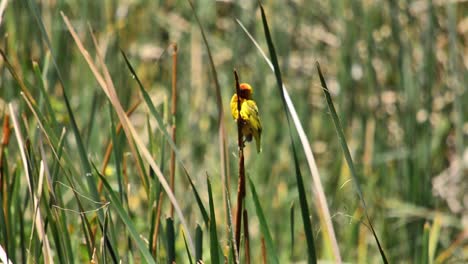 Yellow-Weaver-Bird-on-a-reed-flaps-its-wings-then-flies-out-of-frame