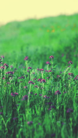 un campo de flores silvestres en flor