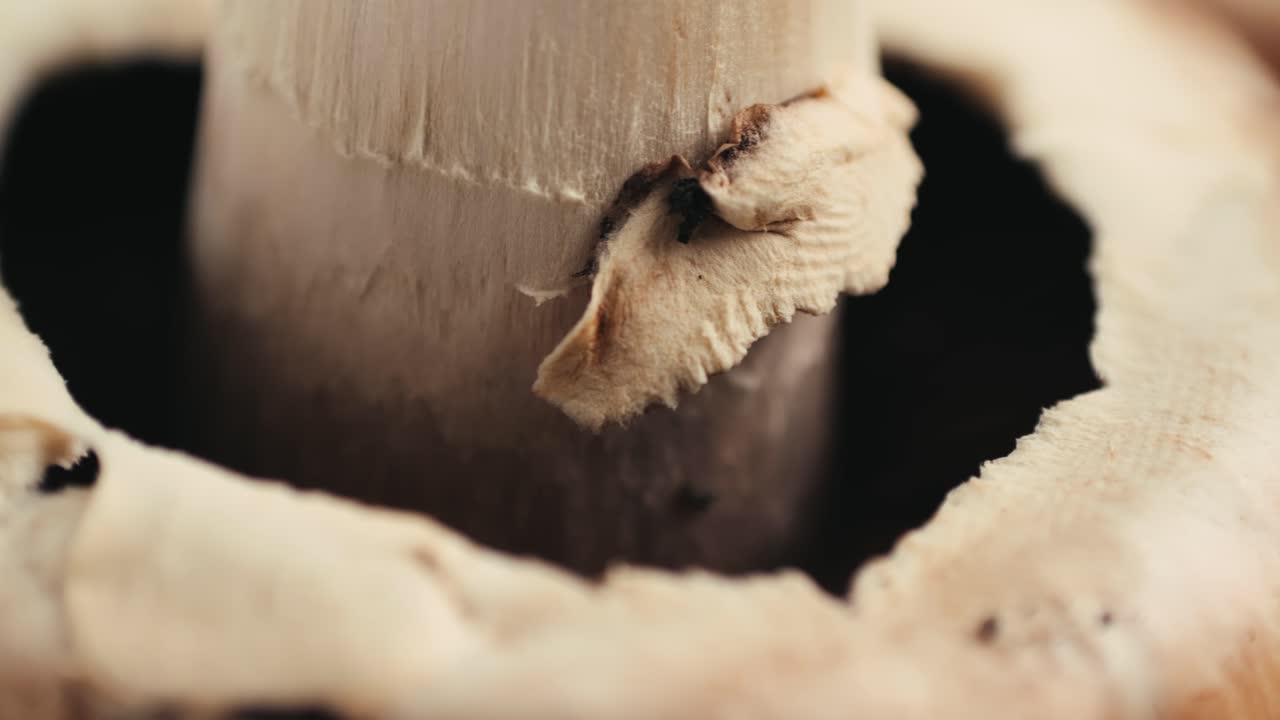 Close-up view of mushroom cap and stalk