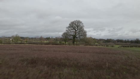 Ein-4K-Drohnenschuss,-Der-über-Ein-Winterfeld-Auf-Einen-Baum-Zufliegt