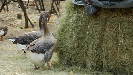 geese near a haystack