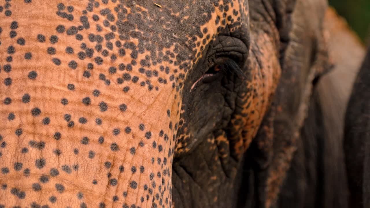 A detailed close-up of a Sri Lankan elephant showcasing its textured skin, expressive eyes, and powerful trunk.