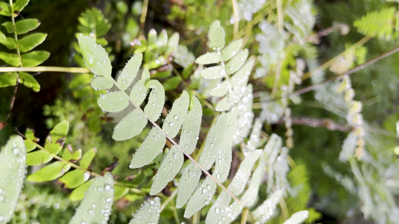 Capture of a fern species, wet with dew glistening in the sunlight