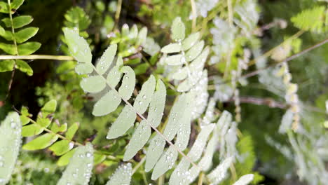 capture of a fern species, wet with dew glistening in the sunlight