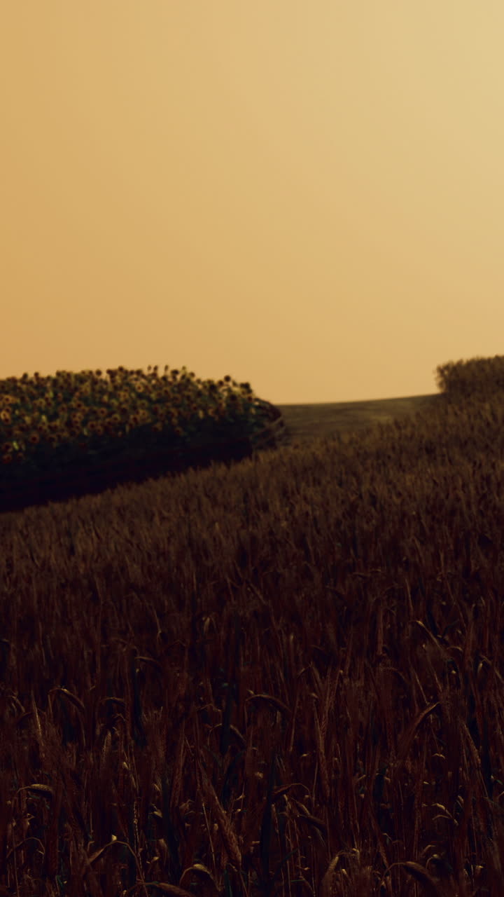 Vast golden fields under an orange sky during the golden hour of sunset