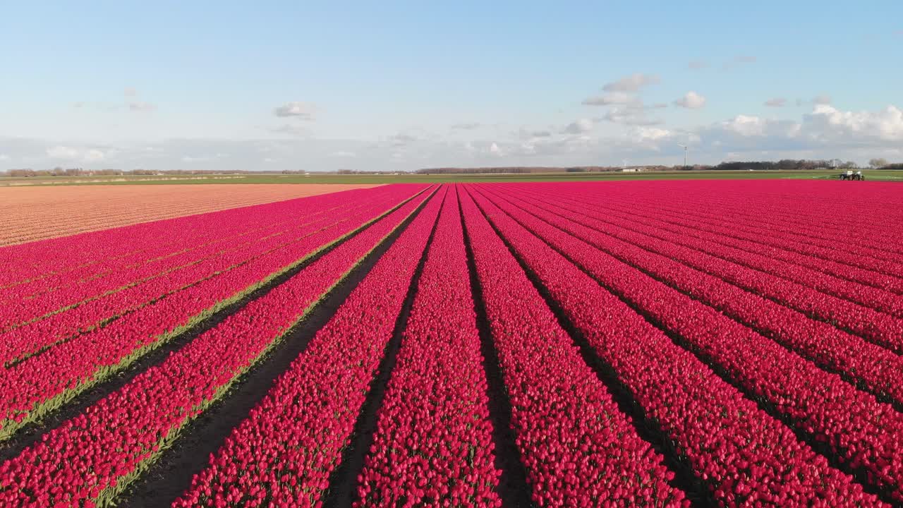 красивые яркие розово-красные тюльпаны растут в нидерландах, фермерские поля, 4k аэрофотосъемка