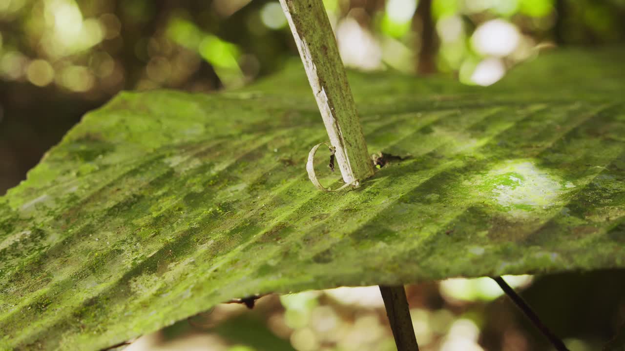 hoja perforada por una rama que cae desde la parte superior del dosel y cae directamente sobre la hoja para perforar un agujero