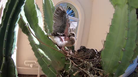 a breeze shakes the cactus where two baby doves are nesting