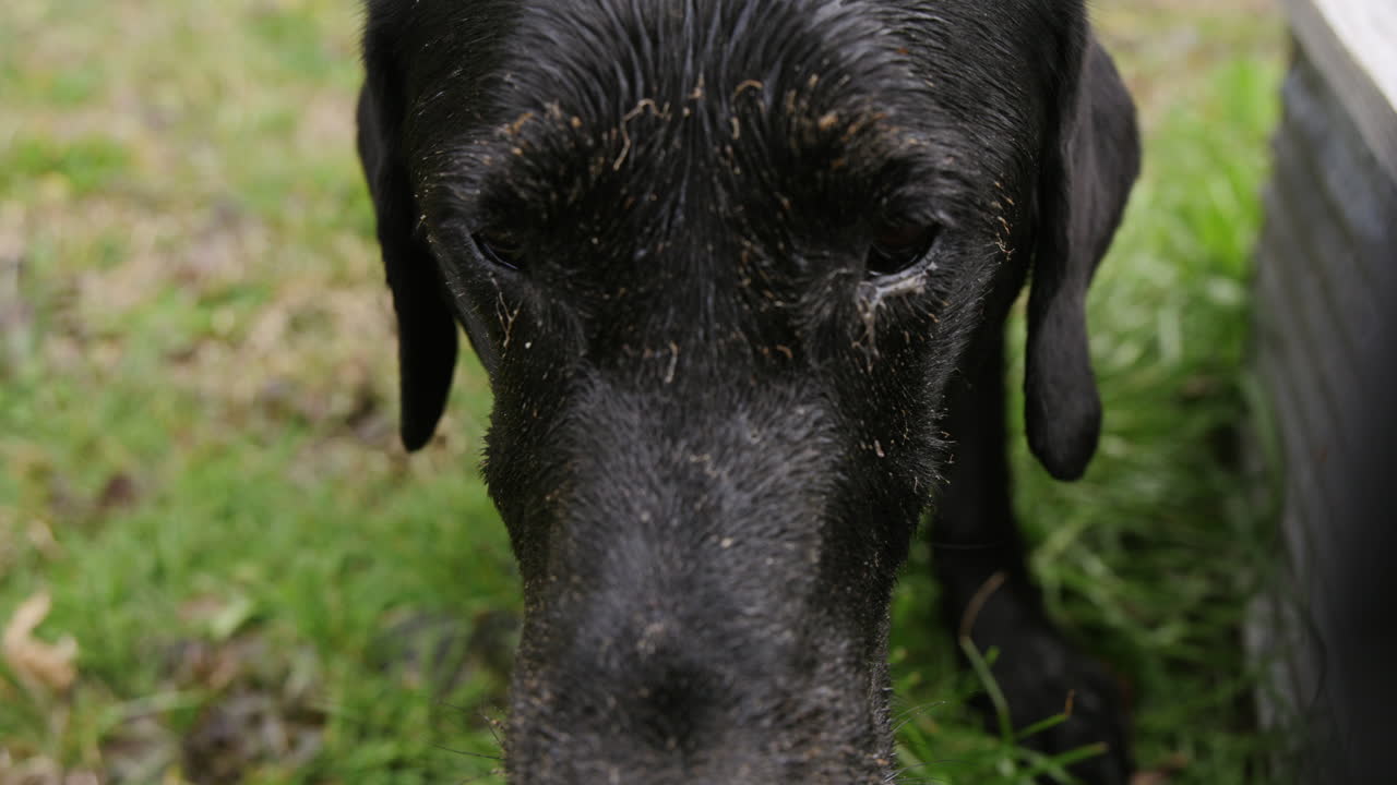 Close up slow motion footage of a muddy Labrador looking into the camera.