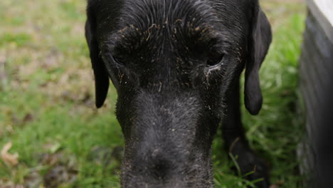 close up slow motion footage of a muddy labrador looking into the camera.