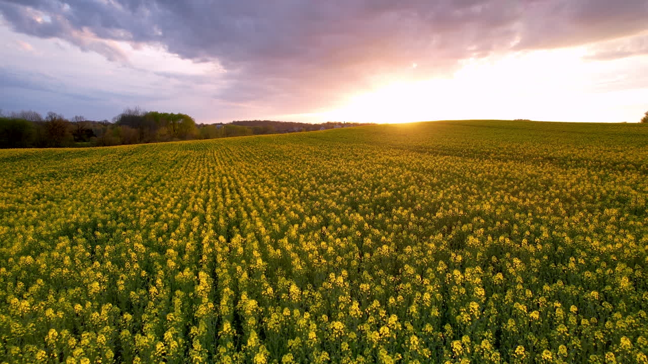 lento vuelo hacia adelante sobre el campo de canola dorado durante la puesta de sol mística en el cielo