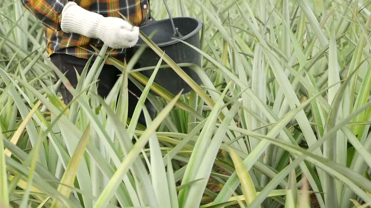 12-35 f2로 gh5에 최고 드레싱 비료 샷