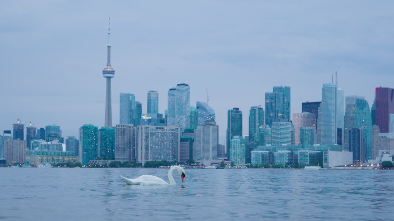 저녁에 토론토 시의 스카이라인과 배경에 있는 하 ⁇  백조