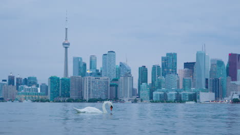 white swan with toronto city skyline and harbour in background at dusk