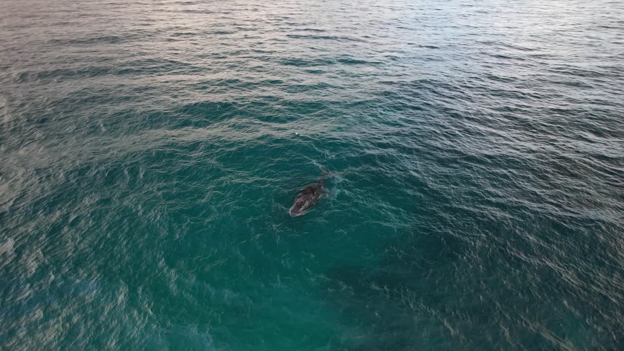 Humpback Whale Blowing Through Blowhole Before Diving Under Sea Surface. orbiting drone shot