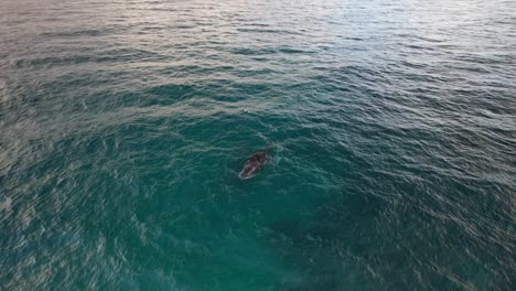 humpback whale blowing through blowhole before diving under sea surface. orbiting drone shot
