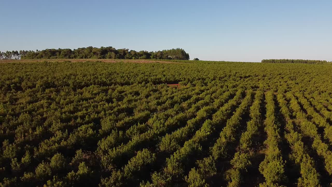 vista aérea de la plantación madura de yerba mate, bebida tradicional de argentina