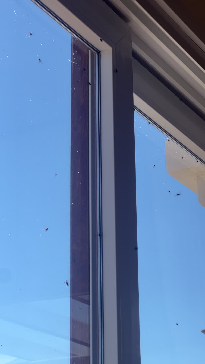 Massiv flueinvasjon på et vindu i en PVC-glassdør med innesperrede insekter på glasset i dagslys