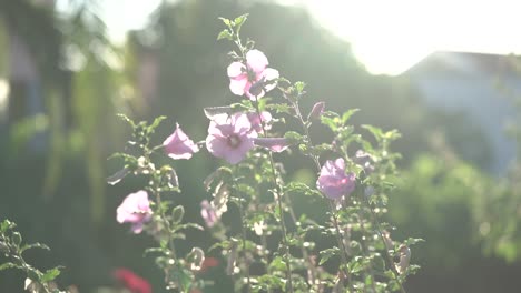 바람따라 가는 꽃