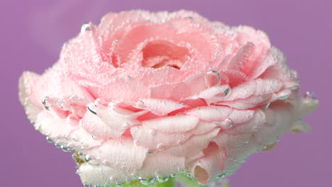 pink ranunculus flower with bubbles