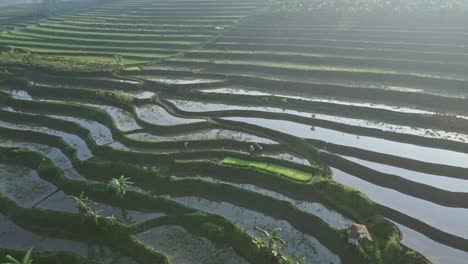 Vista-De-La-Mañana-En-El-Campo-De-Arroz-Tropical