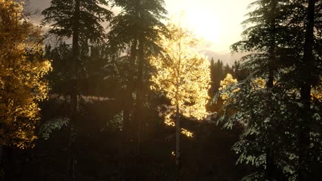 Forest-under-Sunrise-Sunbeams