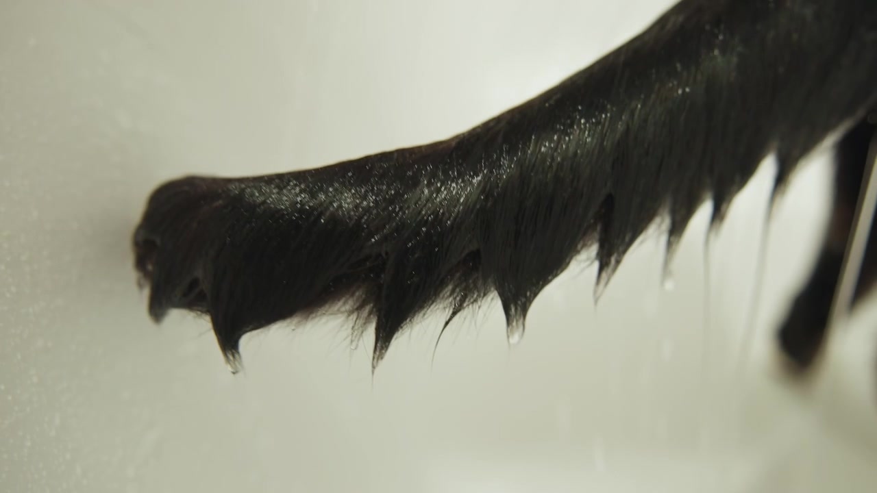 Close-up van een natte zwarte vogelvleugel die van rechts naar links over een bleek oppervlak veegt, met gescheiden veertips die meerdere waterdruppels dragen die sporen trekken en druppels vormen voordat ze vallen; zacht.
