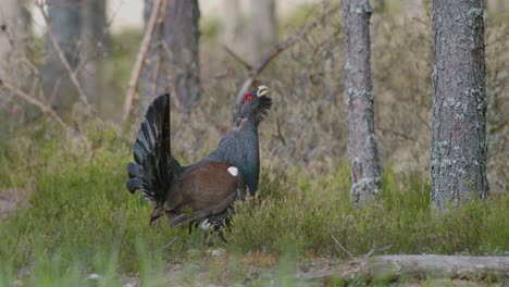 male western capercaillie roost on lek site in lekking season close up in pine forest morning light