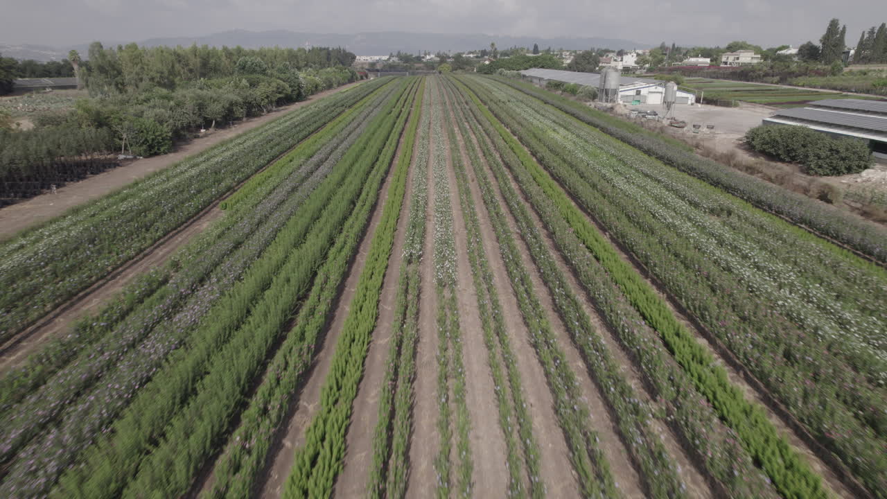 수확할 준비가 된 큰 녹색 꽃밭으로 날아가는 공중 전망, 멀리 산이 있는 녹색 풍경, 여름철, 이스라엘 북부의 키부츠
