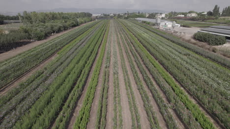 vista aérea volando hacia un gran campo de flores verdes listo para la cosecha, paisaje verde con montañas a lo lejos, horario de verano, kibbutz en el norte de israel