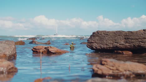 a small plant takes the focus as it sits, calmfully, on the beach as small waves of water pushes and shove it in its place as a boat sits just behind, watching, under a beautiful blue sky