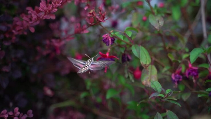 papillon colibri bordé de blanc plane au-dessus des fleurs au ralenti
