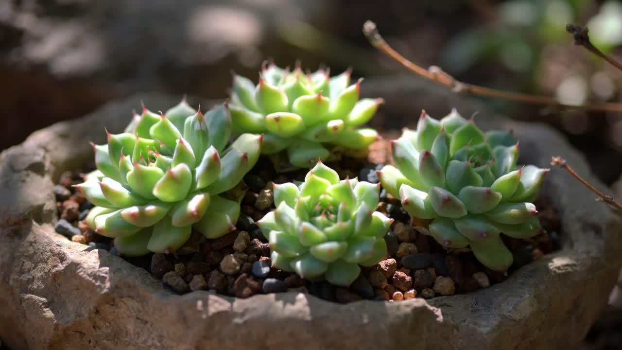 La luce solare che si sposta proietta bagliori su una fioriera con tre piante grasse, ghiaia e un ramoscello nel giardino.