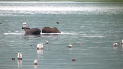 Weibliche-Elchkuh-Und-Kalb-Fressen-Im-Wasser-In-Den-Kanadischen-Rocky-Mountains