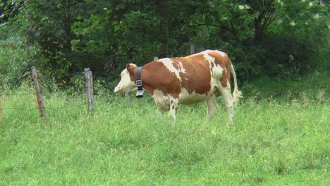 alpine cow shakes the flies off his body with his head, ears and tail