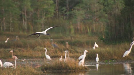 Holzstorchvogel,-Der-In-Zeitlupe-Am-Großen-Lebensraum-Des-Nationalreservats-Der-Zypresse-Fliegt