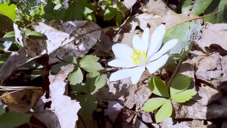 Blutwurz-Wildblume-Im-Frühling-In-Der-Nähe-Von-Boone,-North-Carolina