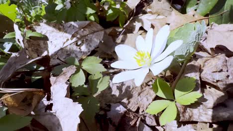 bloodroot wildflower in spring near boone nc