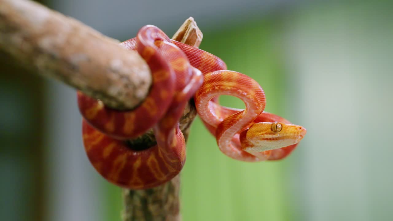 Bright red snake twisting on a branch in slow motion with vibrant colors and texture