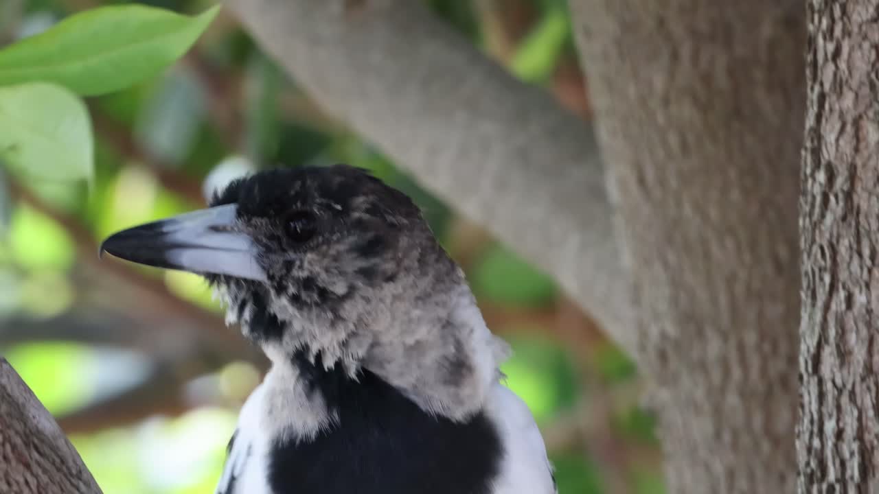 A bird closely observes its surroundings while perched on a tree branch amidst lush green leaves.