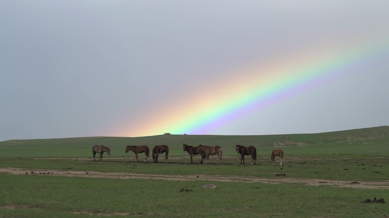무지개와 말들이 초록 잔디에