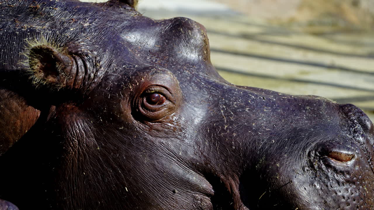 Close-up of a Hippo