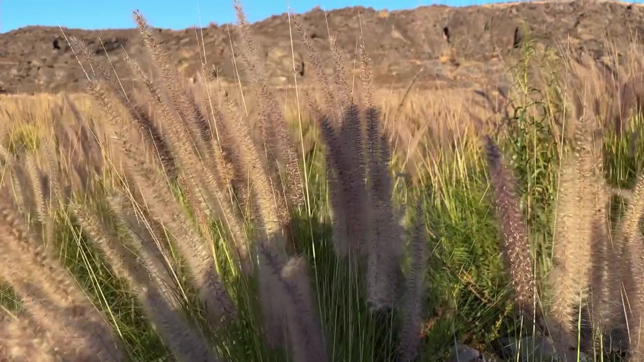 Specie invasiva Cenchrus setaceus a Gran Canaria che ondeggia al vento durante una soleggiata giornata estiva in un paesaggio arido