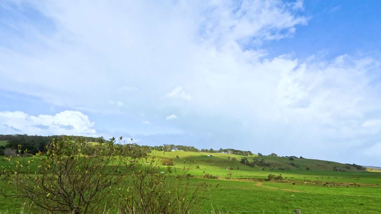 푸른 풀과 소가 있는 경치 좋은 시골 풍경