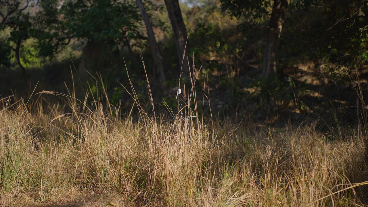 Grey bush chat in Jim Corbett's forest, slow-motion bird in wild setting