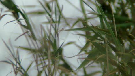 green leaves in the wind.