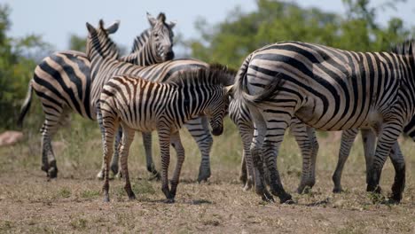 cámara lenta de cebra joven con su familia en pastos de sabana africana
