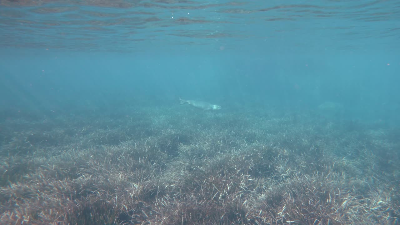 수정처럼 맑은 물 속을 천천히 헤엄치는 몽크물범
