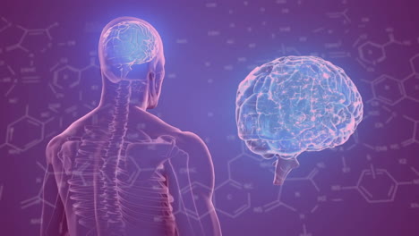 animación de la fórmula química sobre el cerebro digital y el modelo humano en fondo púrpura